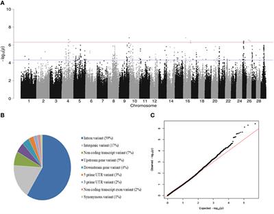 A Genome-Wide Association Study for Tolerance to Paratuberculosis Identifies Candidate Genes Involved in DNA Packaging, DNA Damage Repair, Innate Immunity, and Pathogen Persistence